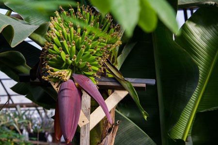 Банан заплодоносил в ботсаду Иркутского госуниверситета 