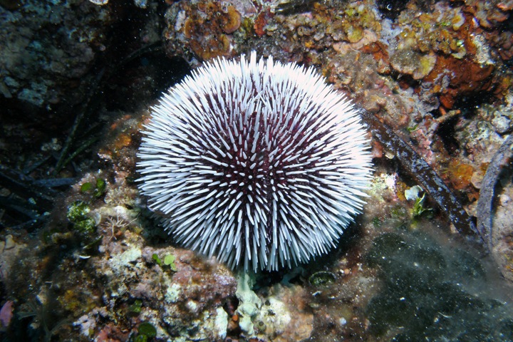 Морские ежи помогут вылечить рак простаты