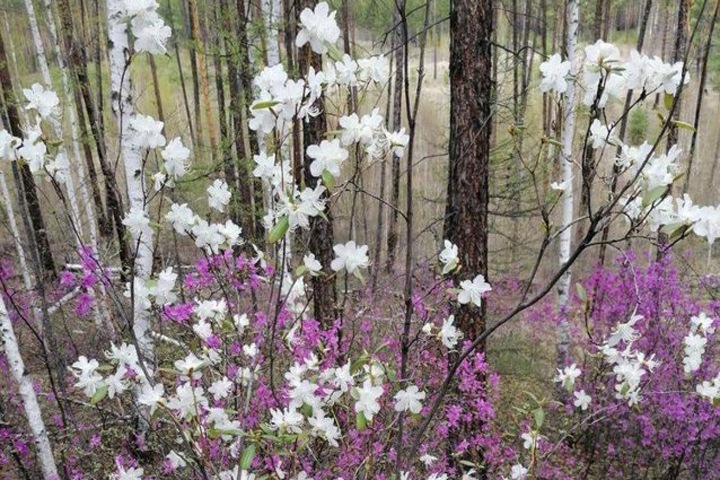 Белый багульник появился в Забайкалье после мутаций Белый багульник появился в Забайкалье после мутаций