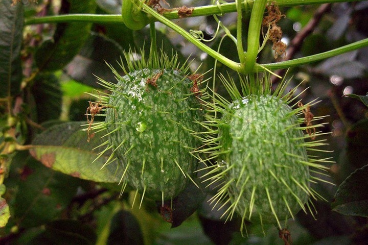 Минприроды Алтайского края приглашает школьников помочь в составлении «Черной книги флоры»