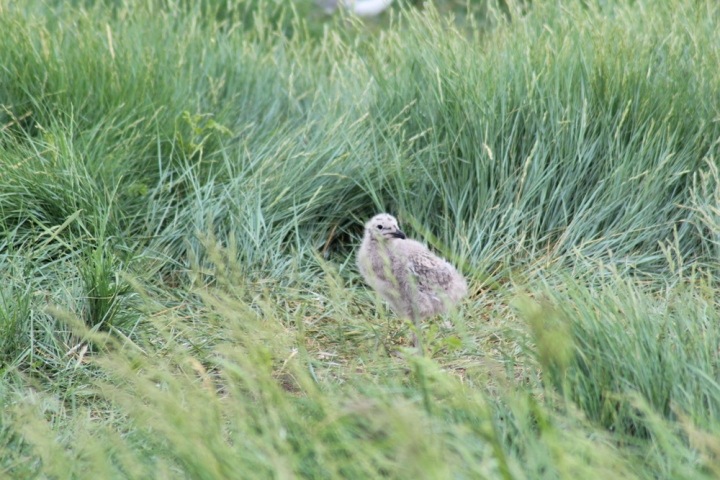 Новосибирские ученые исследовали поведение чайчат под угрозой каннибализма Новосибирские ученые исследовали поведение чайчат под угрозой каннибализма
