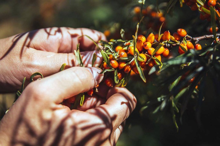 Плантация облепихи в Туве, иркутские голландцы и странные автомобили Алтая. Сибирь за неделю Плантация облепихи в Туве, иркутские голландцы и странные автомобили Алтая. Сибирь за неделю