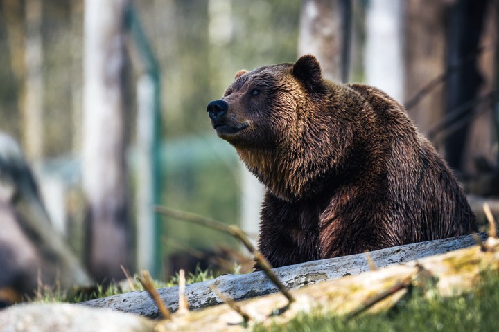 Миллиарды для Забайкалья, берлоги для новосибирцев. Числа недели