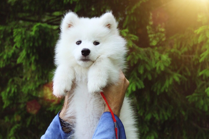 Житель новосибирского Академгородка избил больного щенка и убежал в лес Житель новосибирского Академгородка избил больного щенка и убежал в лес