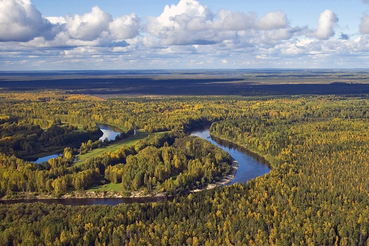 «Нам уже пора паниковать»: сибирский эколог об изменении климата, биофилии и лесных пожарах