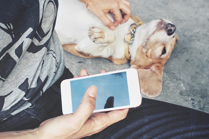 Социальная сеть для владельцев домашних питомцев