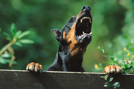 Бурятский кочегар с казацкой шашкой и злыми собаками напал на полицейских Бурятский кочегар с казацкой шашкой и злыми собаками напал на полицейских