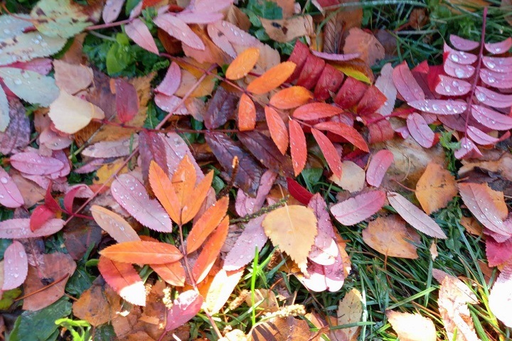 Потепление до +17 ожидается в Новосибирске