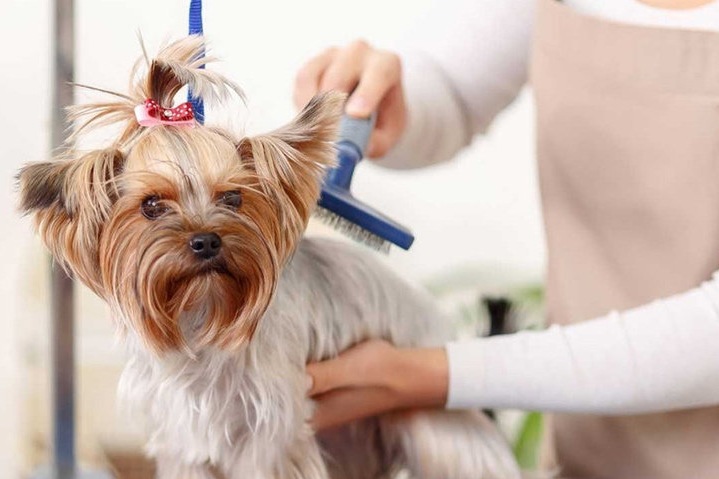 Груминг. Стрижка и другой уход за собакой Груминг. Стрижка и другой уход за собакой