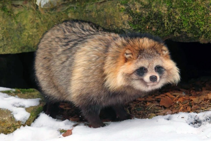 Новосибирские власти посчитали енотовидных собак