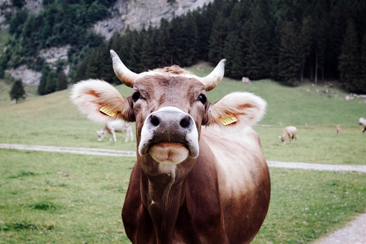 Потеплевший Байкал угрожает эндемикам. Сибирь за неделю Потеплевший Байкал угрожает эндемикам. Сибирь за неделю
