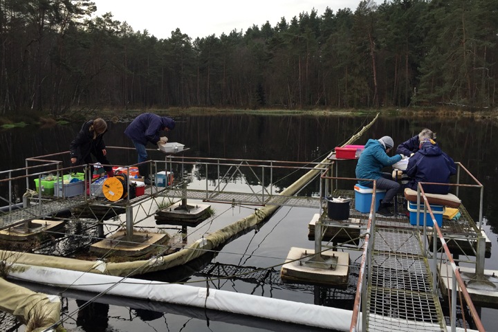 Куда исчезают тонны мертвой органики: ученые СФУ разгадывают эффект затравки Куда исчезают тонны мертвой органики: ученые СФУ разгадывают эффект затравки