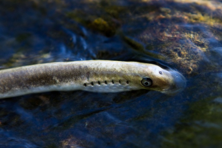 Сотни неучтенных видов рыб нашли в России. Наука за неделю