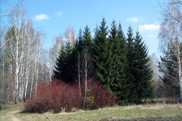 Новосибирское правительство решило собирать деньги за вход в парк: «гарантированы» митинги Новосибирское правительство решило собирать деньги за вход в парк: «гарантированы» митинги