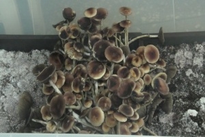 Житель Томска задержан за выращивание и распространение галлюциногенных грибов