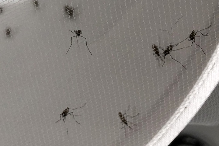 Томские ученые выяснили, что малярийные комары попали в Европу из Сибири Томские ученые выяснили, что малярийные комары попали в Европу из Сибири