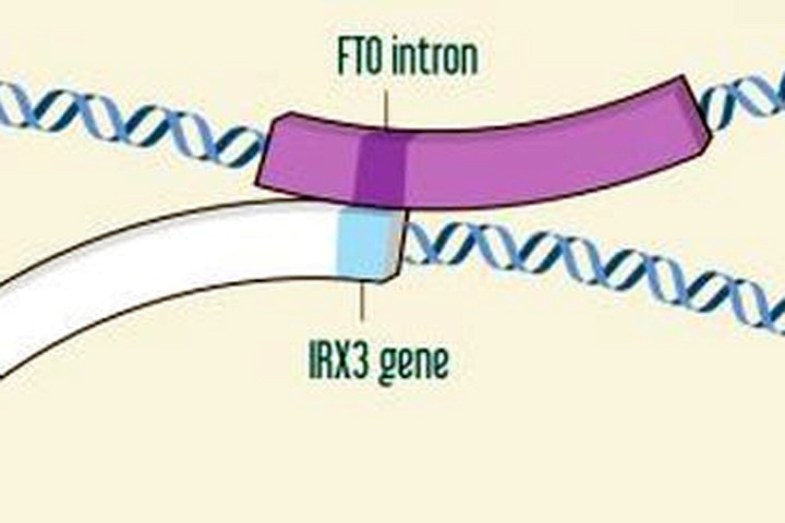 Сибирские ученые нашли ген, который влияет на ожирение и поможет слетать на Марс Сибирские ученые нашли ген, который влияет на ожирение и поможет слетать на Марс