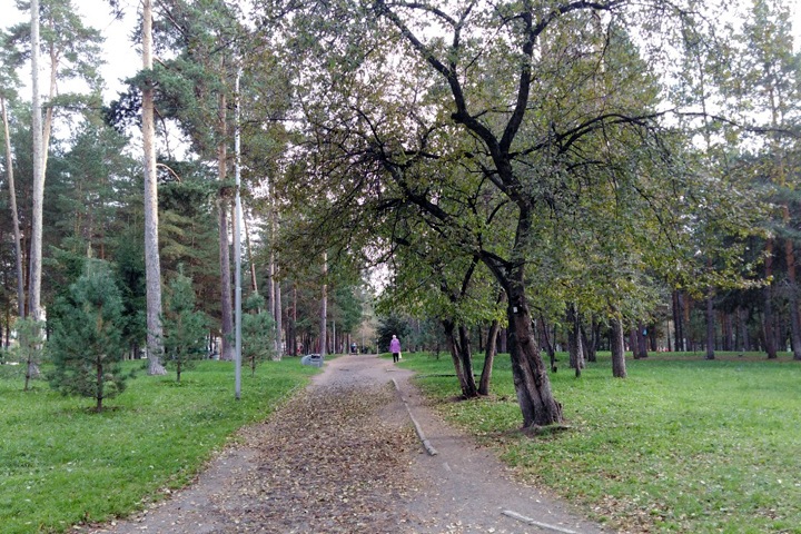 Десятки деревьев вырубят в Тимирязевском сквере Новосибирска Десятки деревьев вырубят в Тимирязевском сквере Новосибирска