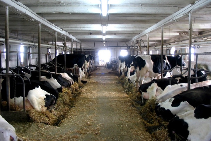 Новосибирские депутаты настаивают на увеличении поддержки аграрного сектора