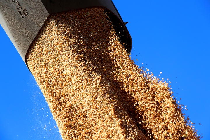 Уборочная кампания в Новосибирской области завершена на 95% площадей