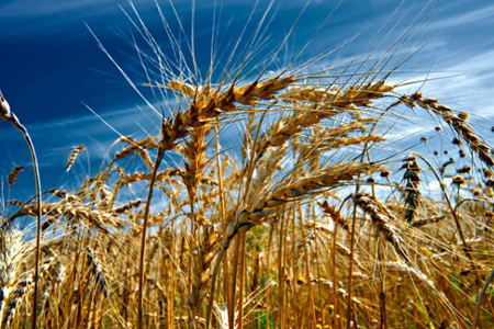 Сбор зерновых в регионах Сибири снизится почти на 14%