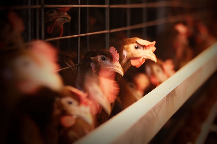 Сотни людей остались без работы после закрытия «Коченевской птицефабрики» из-за роста цен Сотни людей остались без работы после закрытия «Коченевской птицефабрики» из-за роста цен