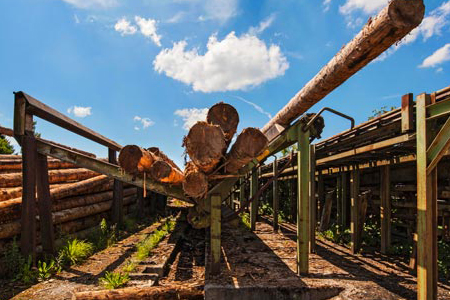 СК начал проверку сообщения от рабов с братской лесопилки 