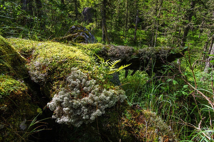 Сибирский мох быстро восстанавливается после разливов топлива