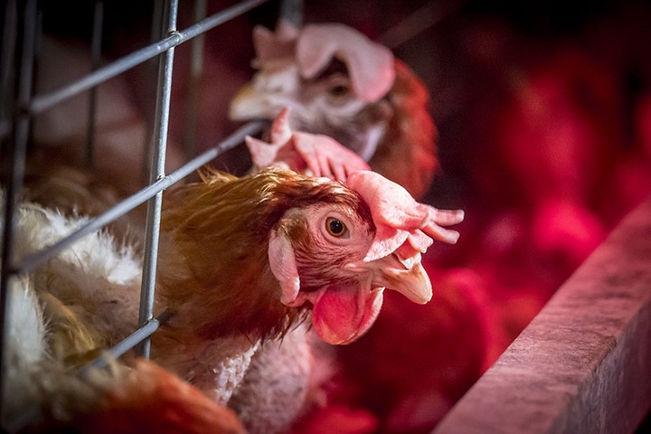 Домашнюю птицу Новосибирской области провакцинировали от гриппа