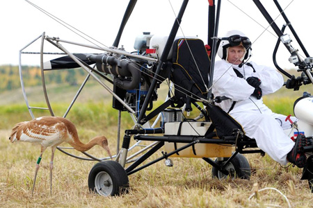 Популяция стерхов практически исчезла в Западной Сибири 