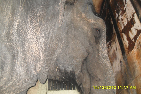 Тулеев наградил медалью «За веру и добро» дрессировщика, спасшего на 40-градусном морозе слонов-погорельцев