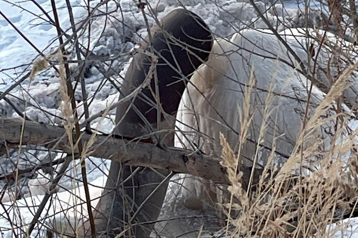 Жители нашли слив отходов в Обь около нефтебазы «Красный Яр» и «ГофроМастера»