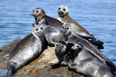 Полиция просит помощи в поиске причастных к гибели нерп около Слюдянки