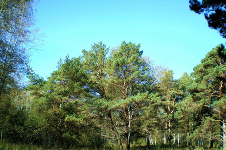 Чиновники отдали под застройку участок Кудряшовского бора Чиновники отдали под застройку участок Кудряшовского бора