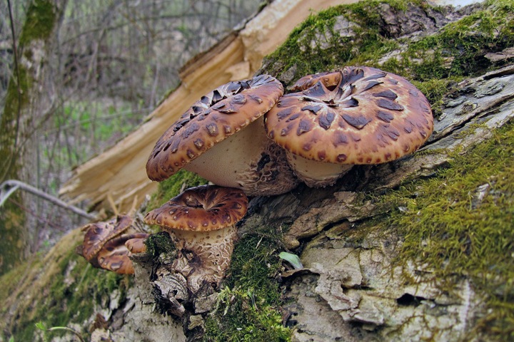 Растущие на пнях грибы подавляют рост раковых клеток Растущие на пнях грибы подавляют рост раковых клеток