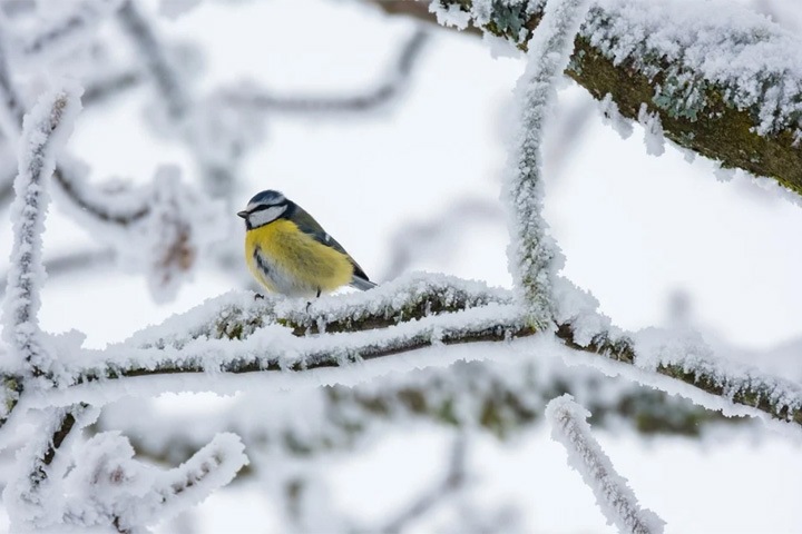 35-градусные морозы ожидаются в Западной Сибири