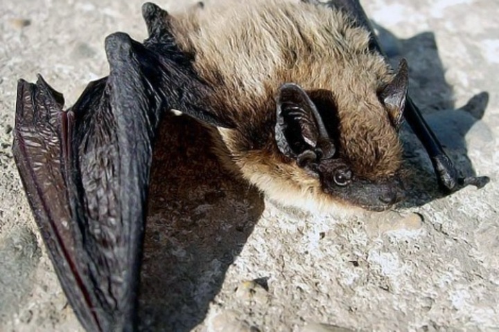 Сибирские ученые нашли переносчиков тифа на активно размножающихся в России нетопырях Сибирские ученые нашли переносчиков тифа на активно размножающихся в России нетопырях