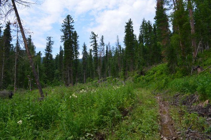 Неизвестные вырубили кедры в Хакасии. Ущерб превысил 100 млн рублей