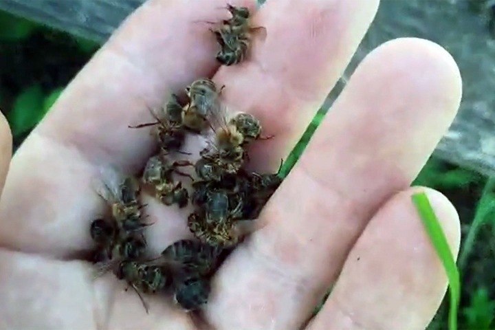 Красноярский СК проверяет гибель 20 млн пчел из-за химикатов Красноярский СК проверяет гибель 20 млн пчел из-за химикатов