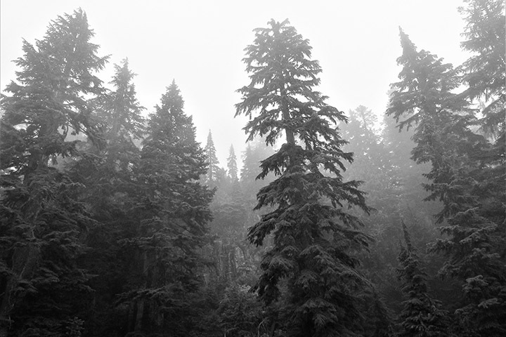 Сотрудники иркутского лесхоза снова пожаловались на невыплату зарплат: «Грозят сокращением»