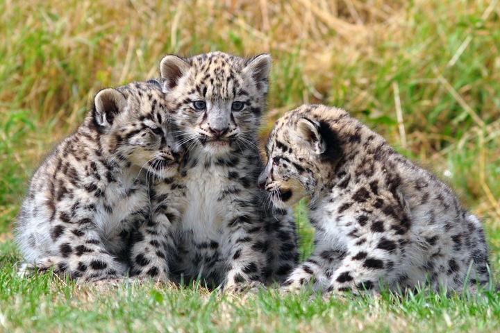 Поиски барсов на Алтае, новый памятник Ленину и дрова вместо газа. Числа недели Поиски барсов на Алтае, новый памятник Ленину и дрова вместо газа. Числа недели