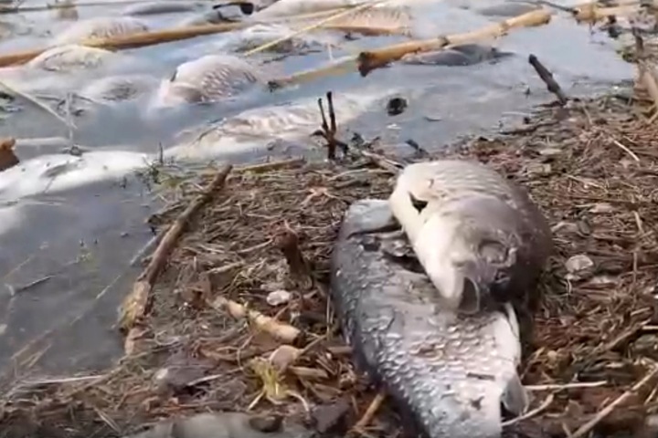 Массовая гибель рыбы произошла в Алтайском крае Массовая гибель рыбы произошла в Алтайском крае