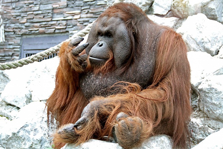 Что думают новосибирцы о выборах орангутана