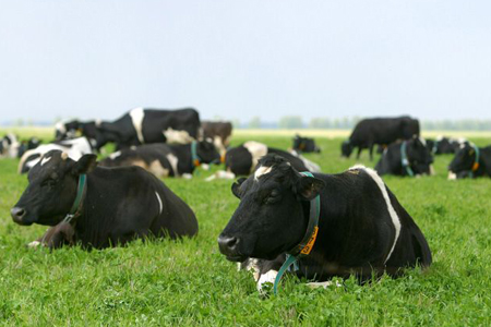 Скот в Новосибирской области переведен на летне-пастбищное содержание Скот в Новосибирской области переведен на летне-пастбищное содержание