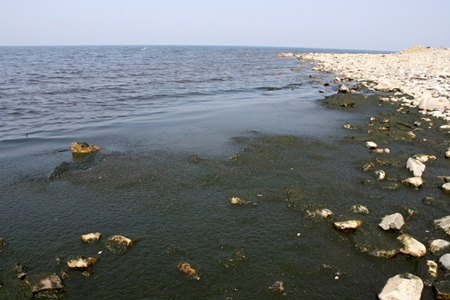 Ученые нашли на Байкале пять видов спирогиры 