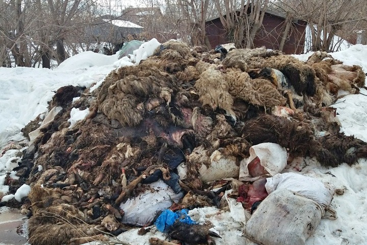 Гору трупов животных нашли в Новосибирске