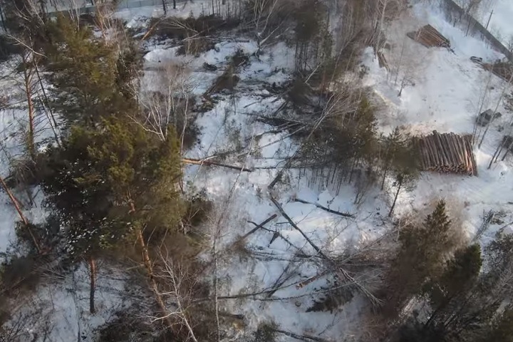 Новосибирцы просят федеральные власти остановить вырубку соснового бора под застройку Новосибирцы просят федеральные власти остановить вырубку соснового бора под застройку