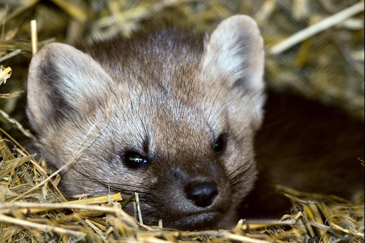 Новосибирские ученые решили приручить алтайского соболя Новосибирские ученые решили приручить алтайского соболя