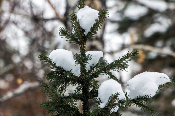 Новосибирцев ждет резкое потепление в новогодние праздники