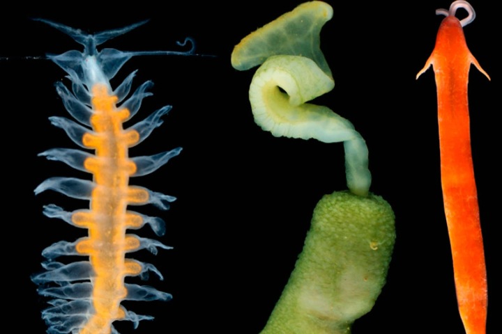 Ученые открыли 201 вид морских обитателей на Дальнем Востоке. Некоторые из них помогут создавать новые лекарства